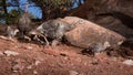 Wild turkey hens and chicks in arid desert setting, Utah, USA