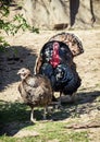 Pair of a Wild turkeys (Meleagris gallopavo)