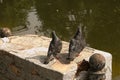 A pair of wild, urban pigeons Columba livia domesica in the period of courtship Royalty Free Stock Photo