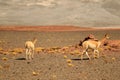 Pair Wild Vicuna Grazing on the Expanse Desert of Los Flamencos National Reserve, San Pedro de Atacama, Antofagasta, Chile