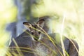 A pair of wild wallabies in the Australian bush