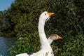 Pair of wild white geese portrait, standing on shore of a pond in summer. Royalty Free Stock Photo