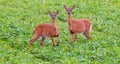 Two whitetail deer in middle of green plants in field Royalty Free Stock Photo