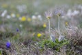 Pair of wildflowers in spring blooming meadow. Perfect anemone, Pulsatilla taurica, Ranunculaceae, wild meadow flowers.