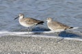 A Pair of Willets on the Beach