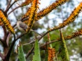 Willow Flycatcher in Aloe Royalty Free Stock Photo