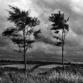 Pair in the Wind Royalty Free Stock Photo