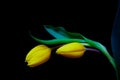 Pair of windswept yellow tulips against black background Royalty Free Stock Photo