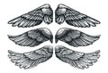 Pair of wings of bird or angel, hand drawn vector illustration. Set of different wing vintage sketch