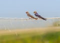 Pair of Wire Tail Swallow Royalty Free Stock Photo