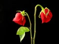 A pair of withered red roses on a black background. Two roses with faded buds. Concept: love faded, separation