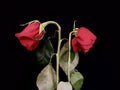 A pair of withered red roses on a black background. Two wilted roses in a bouquet of flowers. Concept: love faded, separation,