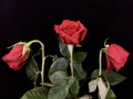 A pair of withered red roses on a black background. Two wilted roses in a bouquet of flowers. Concept: love faded, separation,