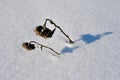 Pair withered sunflowers in the snowy field