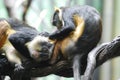 Pair of Wolf`s Guenon Monkeys Grooming Each Other Royalty Free Stock Photo