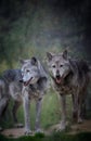 A pair of wolves in the dark forest Royalty Free Stock Photo