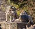 A pair of wolves on a perch at Brookfield Zoo