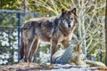 Pair of wolves on rocks taking a break in park Royalty Free Stock Photo