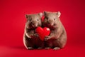 Pair of wombats holding red heart in front of studio background Royalty Free Stock Photo