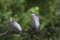 A pair of wood pigeons sitting on a Branch Royalty Free Stock Photo