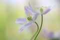 A pair of wood anemones entangled in an ambrace