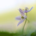 A pair of wood anemones entangled in an embrace