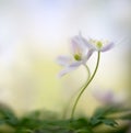 A pair of wood anemones entangled in love embrace. White pink wild flower macro in soft focus Royalty Free Stock Photo