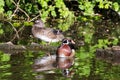 Pair of Wood Duck Royalty Free Stock Photo