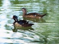 Pair of wood duck, named also Carolina duck, zoological name Aix sponsa. Perching duck on water surface Royalty Free Stock Photo