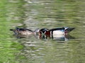 A Pair of Wood Duck