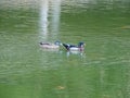 Pair of Wood Duck on water. Royalty Free Stock Photo