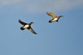Pair of Wood Ducks Flying in a Blue Sky Royalty Free Stock Photo