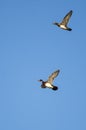 Pair of Wood Ducks Flying in a Blue Sky Royalty Free Stock Photo
