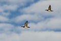Pair of Wood Ducks Flying in a Blue Sky Royalty Free Stock Photo