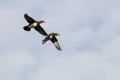 Pair of Wood Ducks Flying in a Blue Sky Royalty Free Stock Photo