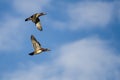 Pair of Wood Ducks Flying in a Blue Sky Royalty Free Stock Photo