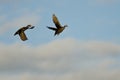 Pair of Wood Ducks Flying in a Cloudy Blue Sky Royalty Free Stock Photo
