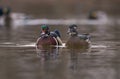 Pair of wood ducks on a lake Royalty Free Stock Photo