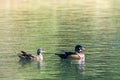 Pair of wood ducks swimming in a lake Royalty Free Stock Photo