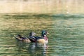 Pair of wood ducks swimming in a lake Royalty Free Stock Photo