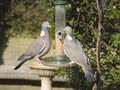 A pair of Wood Pigeons sitting on a bird feeder