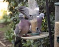 A pair of Wood Pigeons sitting on a bird feeder