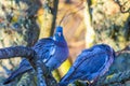 Pair of Wood Pigeons sitting on a tree branch and looking Royalty Free Stock Photo
