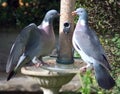 A pair of Wood Pigeons squabbling on a bird feeder Royalty Free Stock Photo