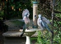 A pair of Wood Pigeons squabbling on a bird feeder