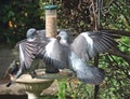 A pair of Wood Pigeons squabbling on a bird feeder Royalty Free Stock Photo