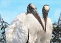 Pair of Wood Storks