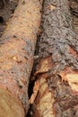 Pair wooden pine log with brown bark sawmill background Royalty Free Stock Photo