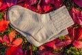 A pair of woolen warm knitted white socks on a beautiful background of bright red girlish grapes leaves Royalty Free Stock Photo