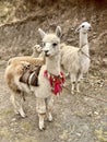 A pair of brown Alpacas on a path in Peru.